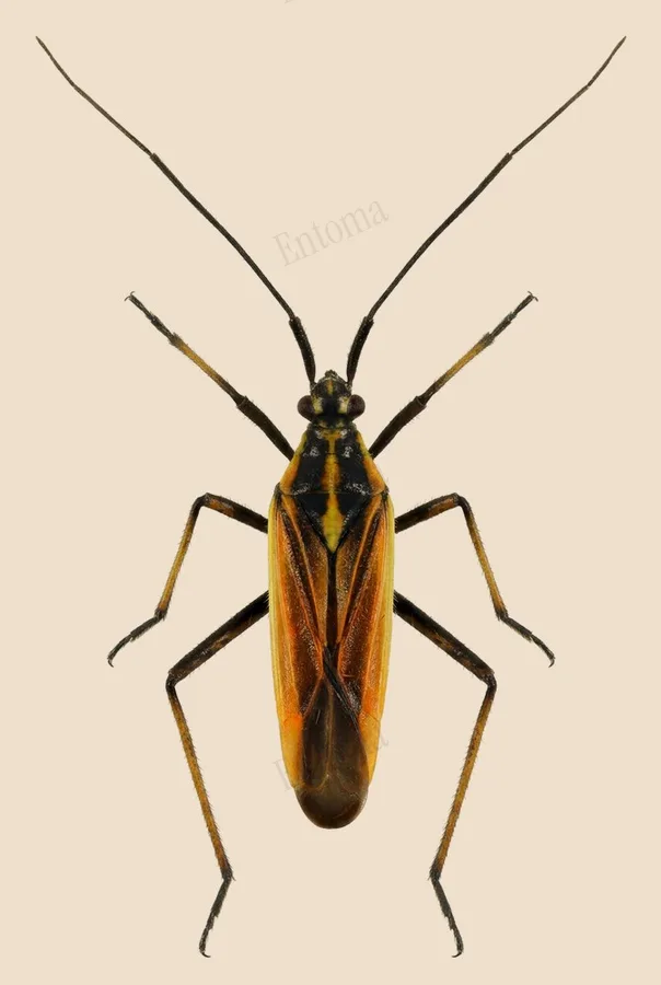 Meadow plant bug, Leptopterna dolabrata, plate