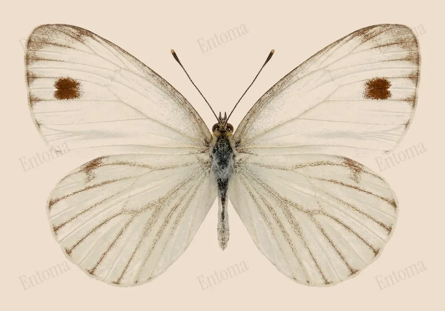 Leptosia nina, Leptosia nina, tavola