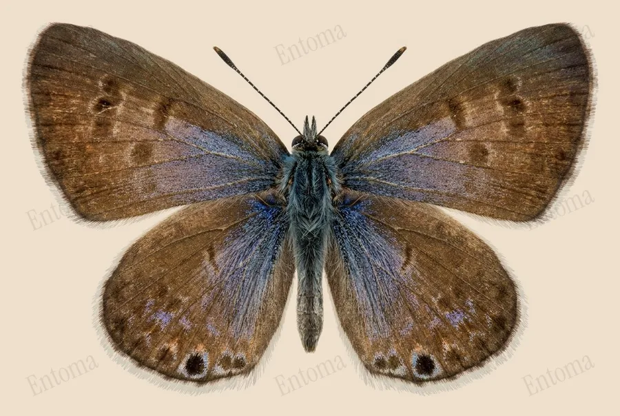 Leptotes marina, Leptotes marina, planche
