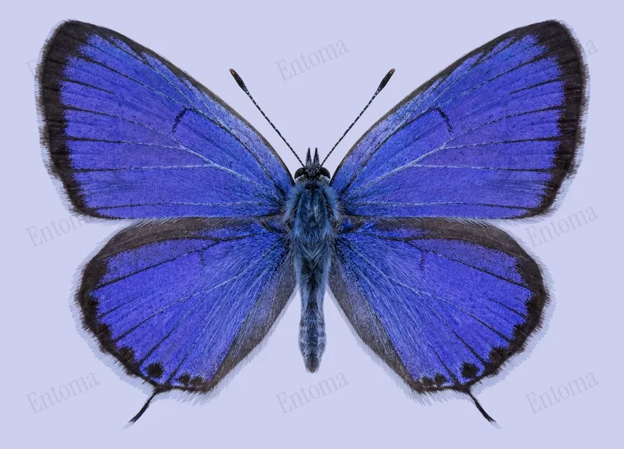 細灰蝶（Leptotes plinius）圖版