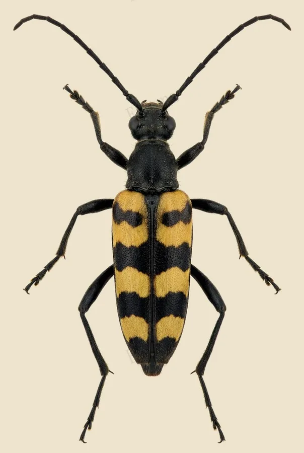 Four-banded longhorn beetle, Leptura quadrifasciata, plate