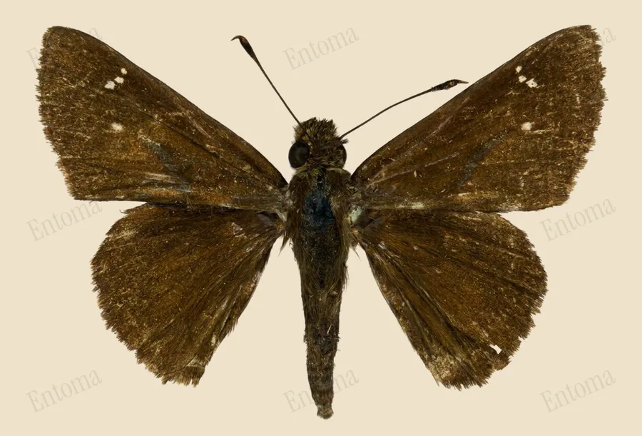 Clouded skipper, Lerema accius, plate
