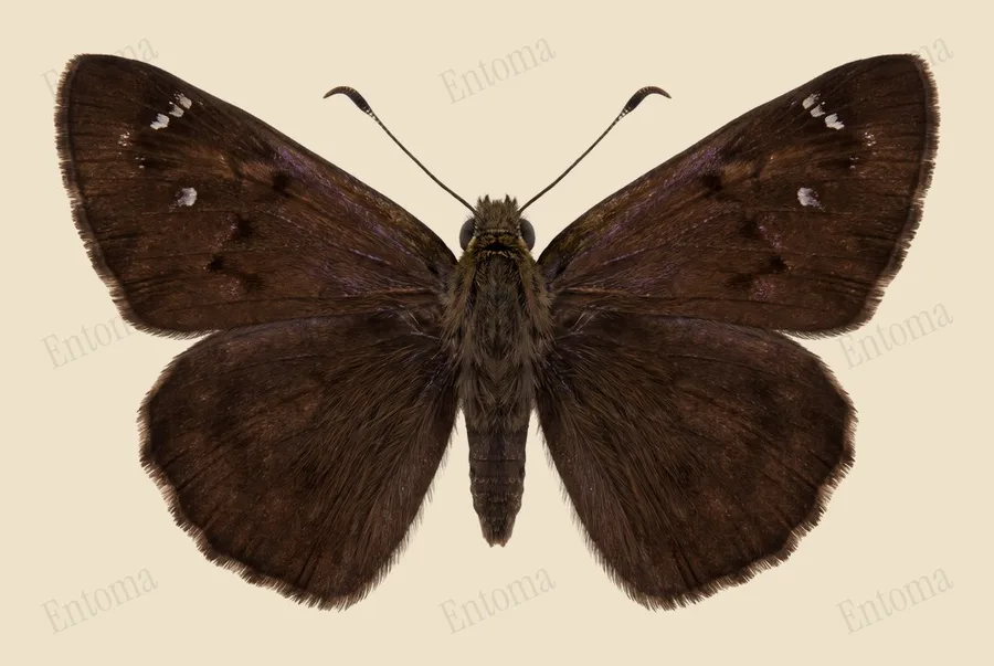 Lerema accius, Lerema accius, levha