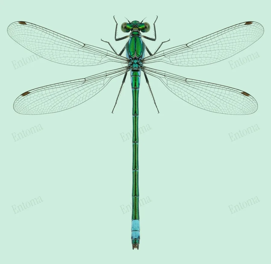 Common spreadwing, Lestes sponsa, plate