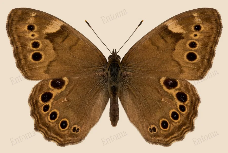 Northern pearly-eye, Lethe anthedon, plate