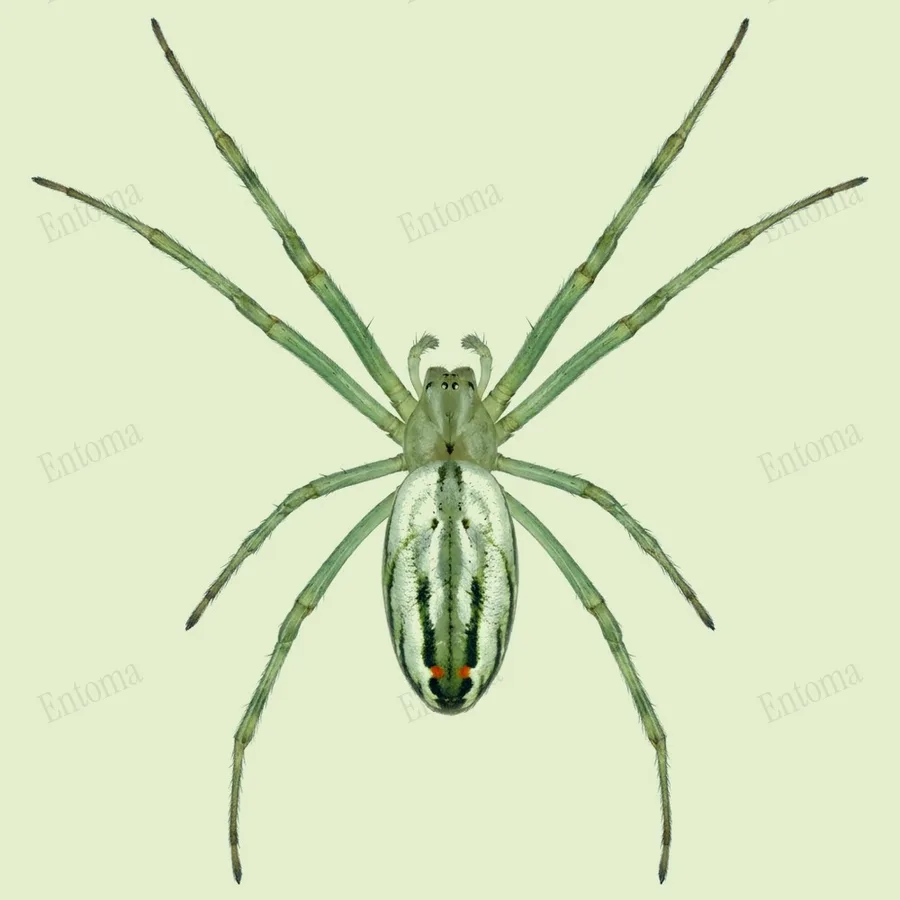 Leucauge argyrobapta, Leucauge argyrobapta, plaat