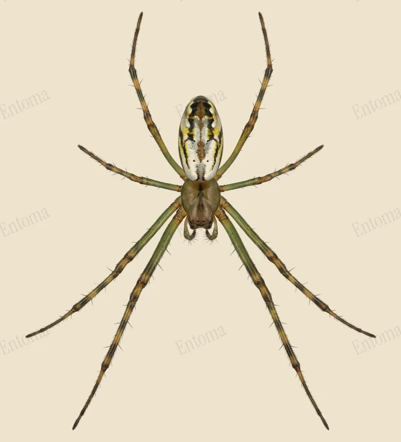Leucauge blanda, Leucauge blanda, lámina