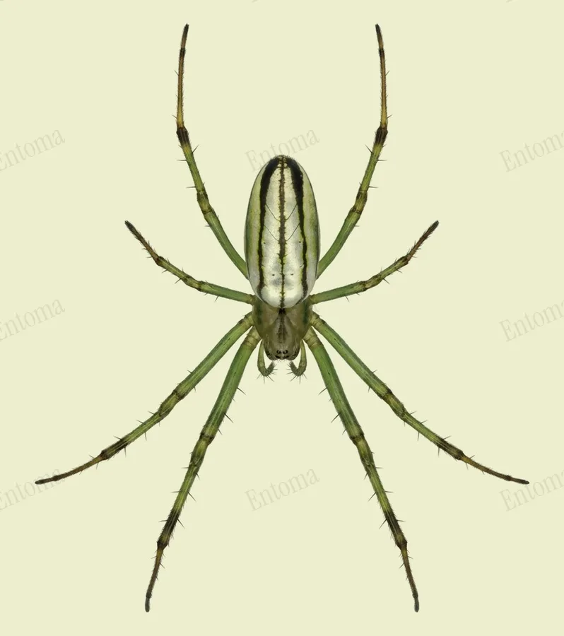 Black-striped orchard spider, Leucauge celebesiana, plate