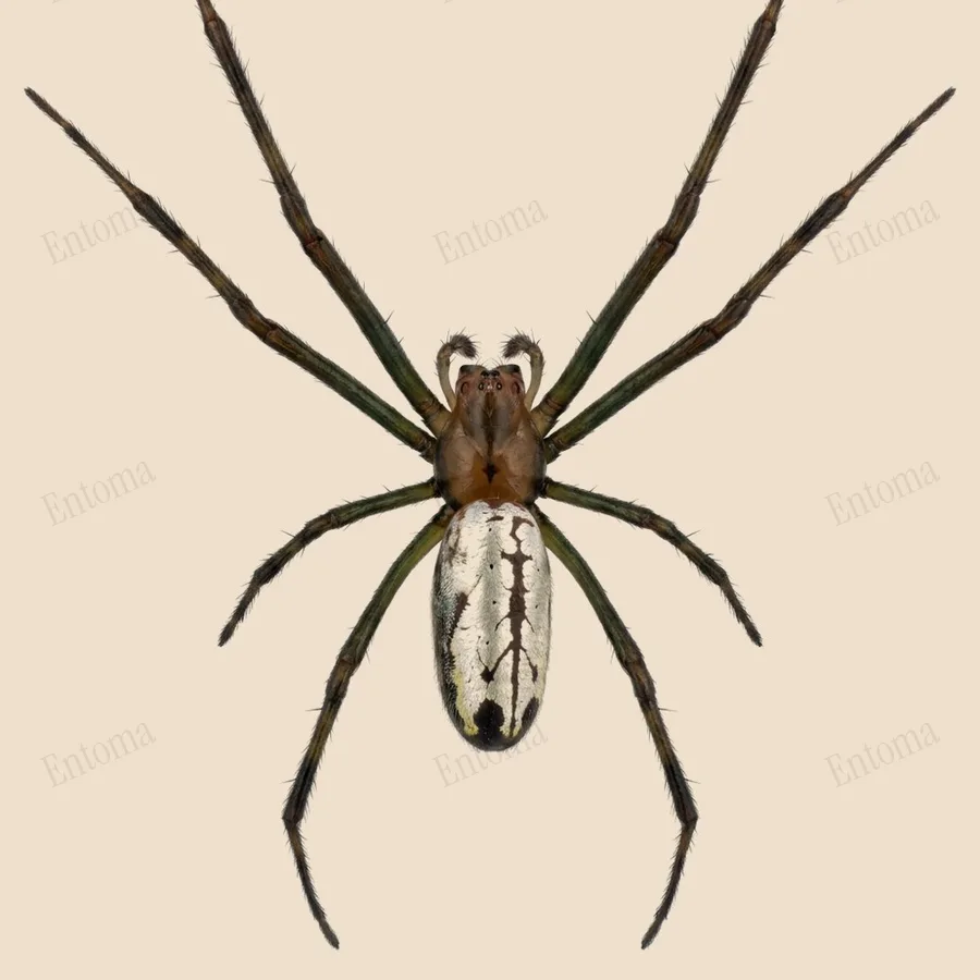 Leucauge tessellata, Leucauge tessellata, tavola