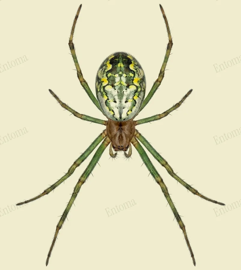 Leucauge venusta, Leucauge venusta, tavola