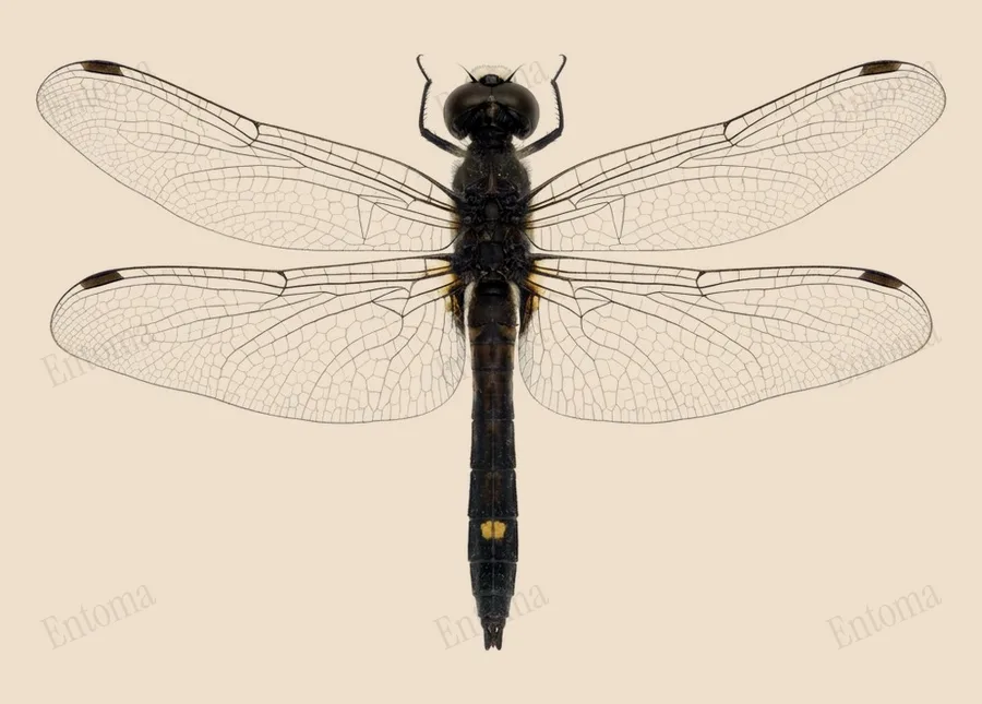 Leucorrhinia intacta（Leucorrhinia intacta）の図版