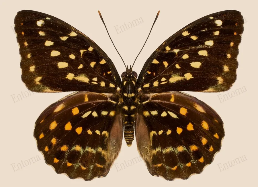 Lexias pardalis（Lexias pardalis）の図版