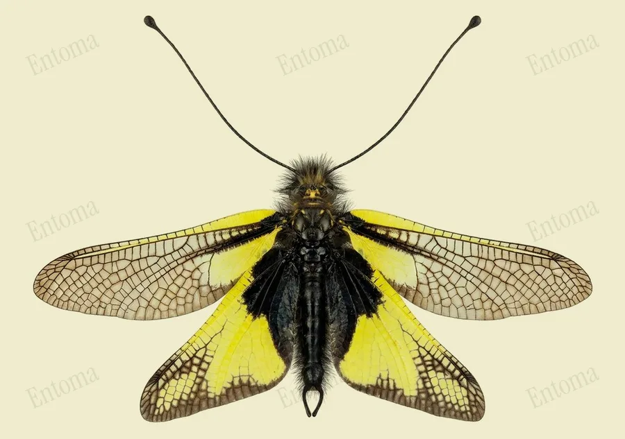 Owly sulphur, Libelloides coccajus, plate