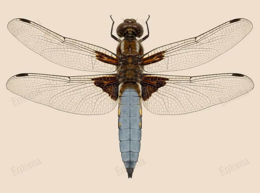 Broad-bodied chaser, Libellula depressa, plate