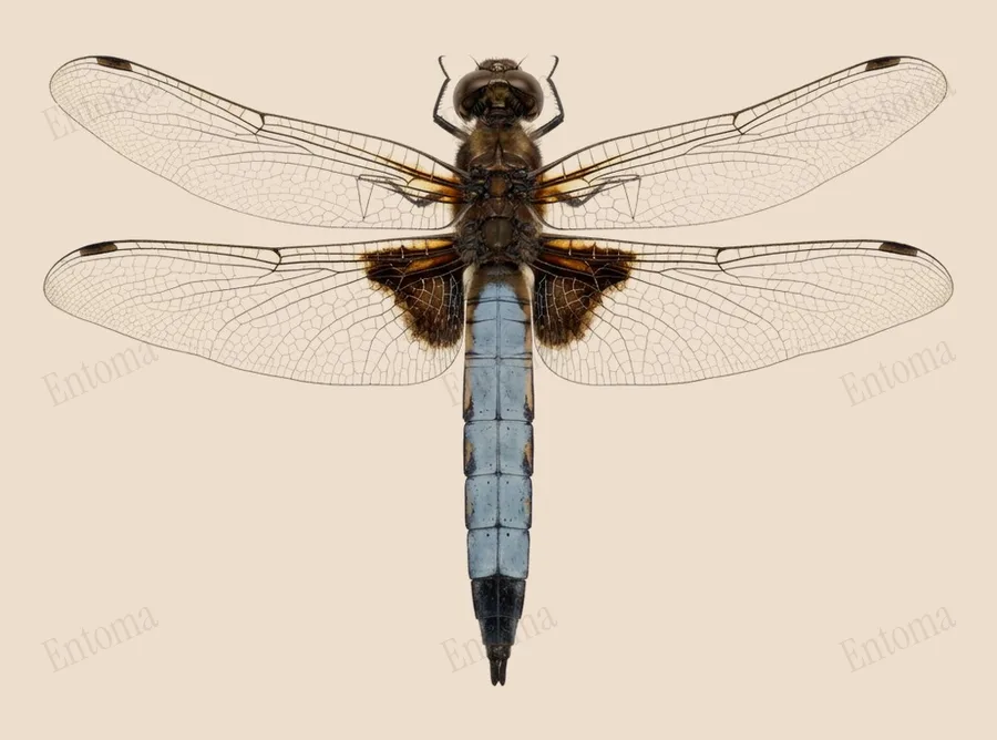 Scarce chaser, Libellula fulva, plate