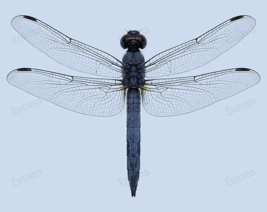 Slaty skimmer, Libellula incesta, plate