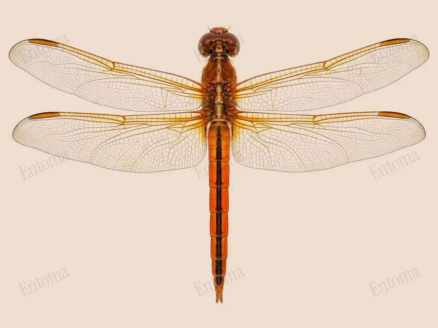 Libellula needhami, Libellula needhami, planche