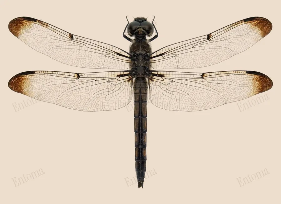 Libellula vibrans, Libellula vibrans, planche