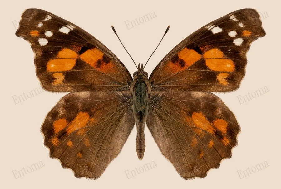 Libythea lepita, Libythea lepita, levha