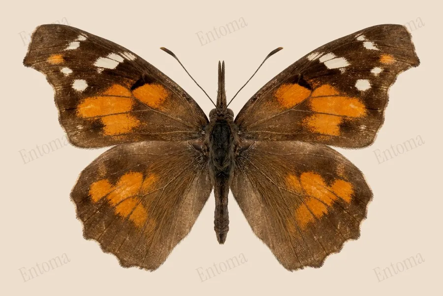 American snout, Libytheana carinenta, plate