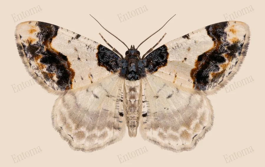 Scorched carpet, Ligdia adustata, plate