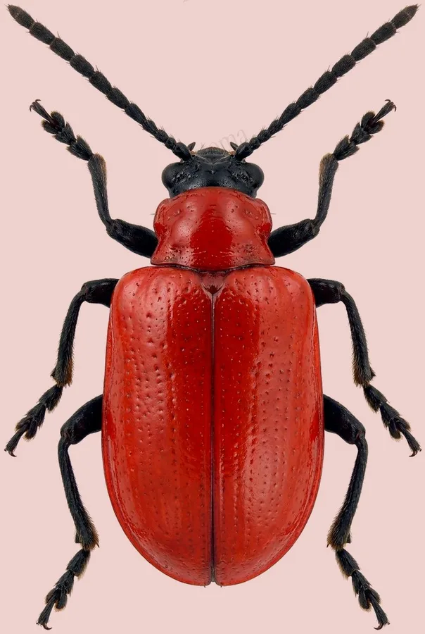 Scarlet lily beetle, Lilioceris lilii, plate