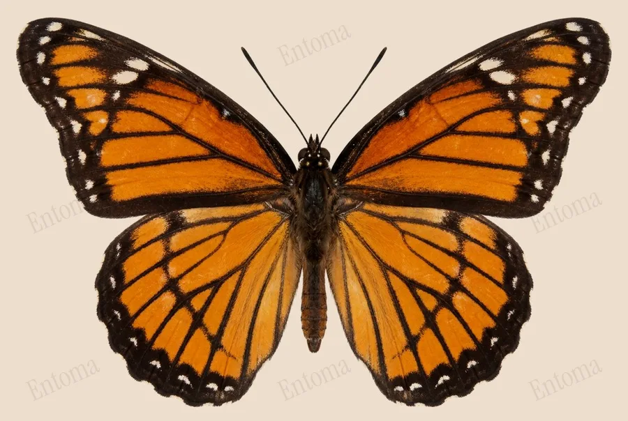 Viceroy, Limenitis archippus, plate