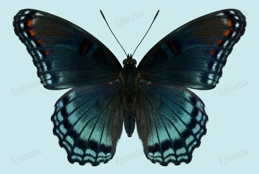 Red-spotted admiral, Limenitis arthemis, plate