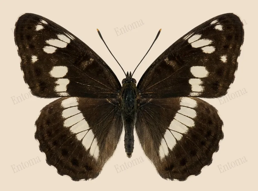 White admiral, Limenitis camilla, plate