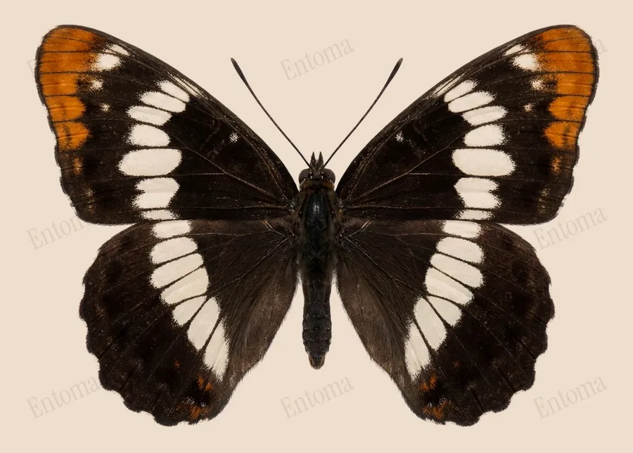 Lorquin's admiral, Limenitis lorquini, plate