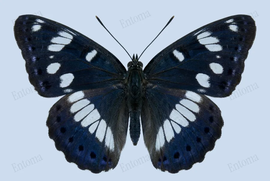 Southern white admiral, Limenitis reducta, plate