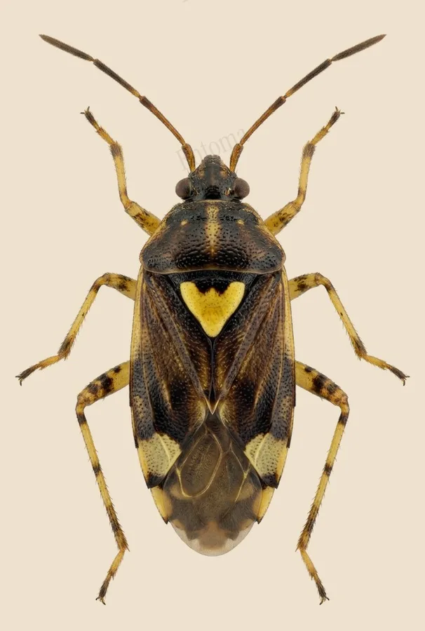 Three-spotted nettle bug, Liocoris tripustulatus, plate