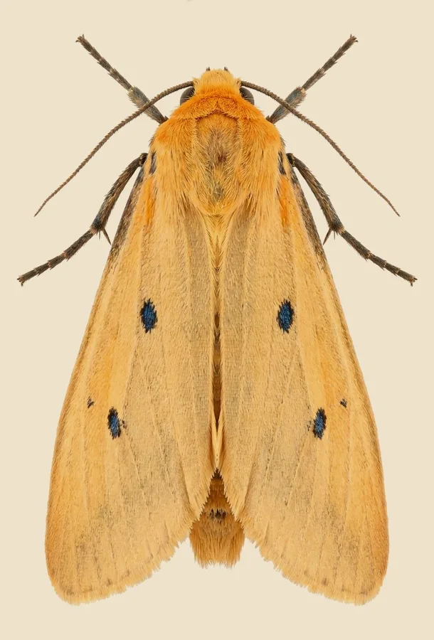 Four-spotted footman, Lithosia quadra, plate