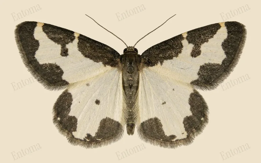 Clouded border, Lomaspilis marginata, plate