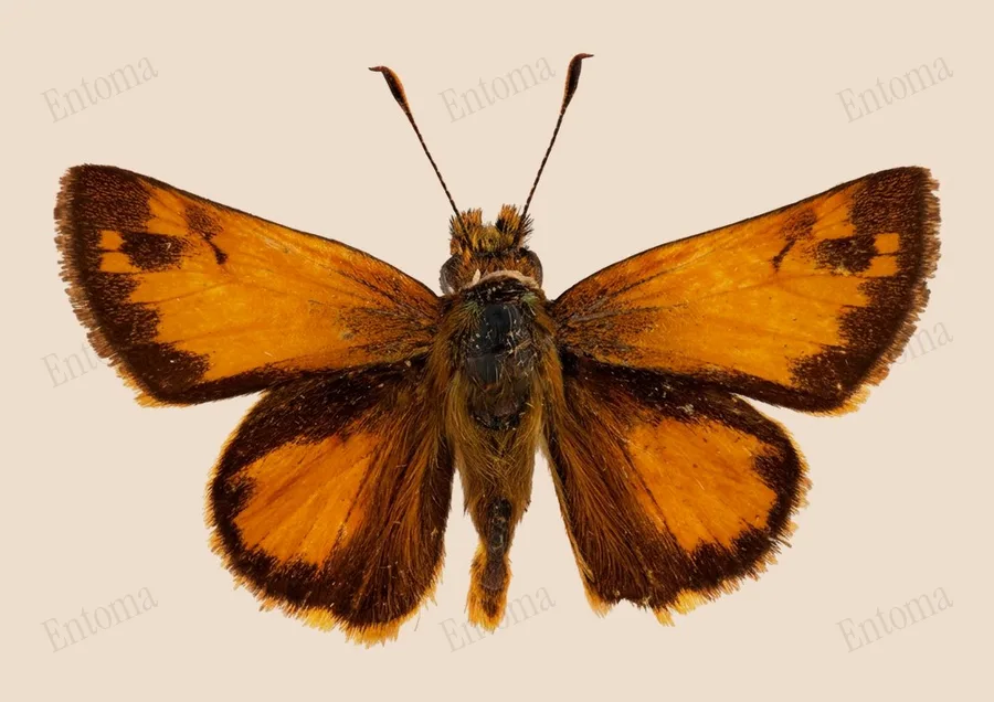 Zabulon skipper, Lon zabulon, plate