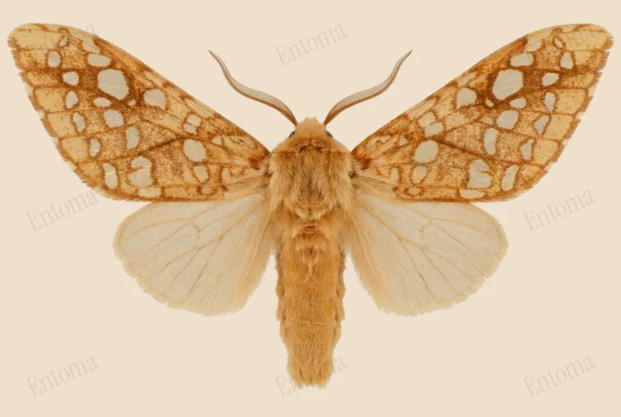 Hickory tussock moth, Lophocampa caryae, plate