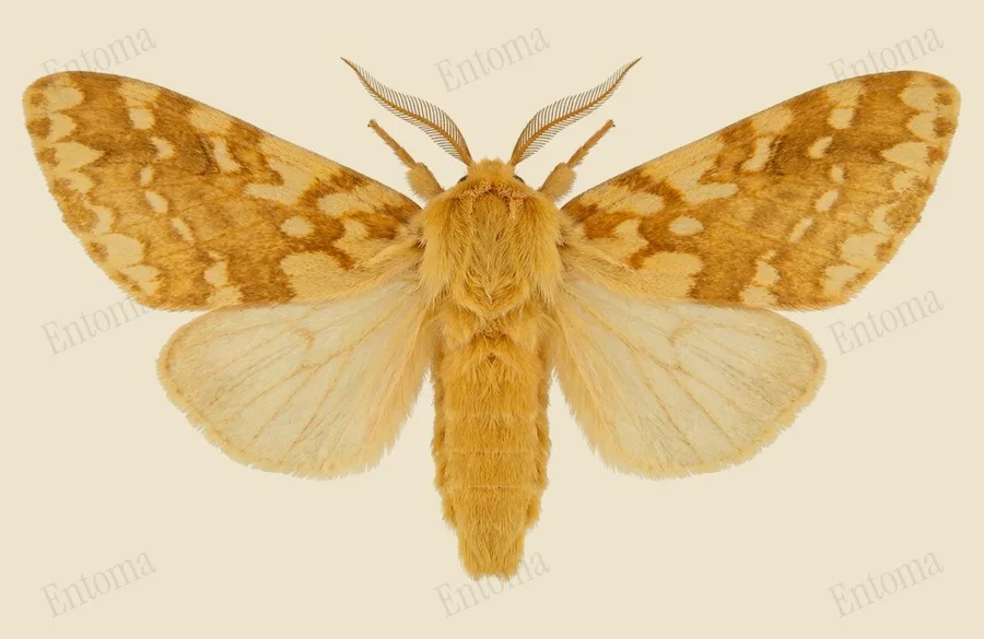 Spotted tussock moth, Lophocampa maculata, plate