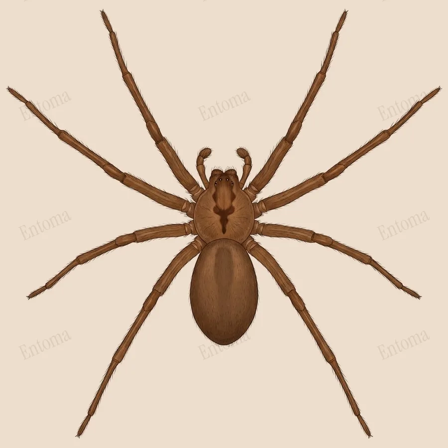 Kahverengi yalnız örümcek, Loxosceles reclusa, levha