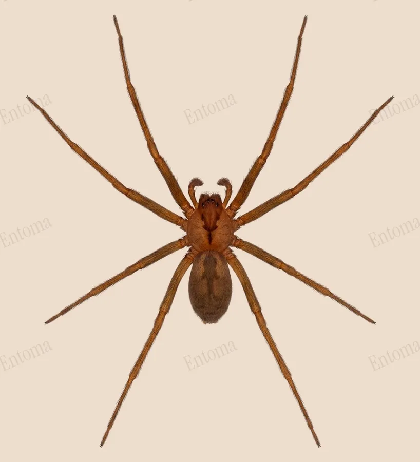 イトグモ（Loxosceles rufescens）の図版