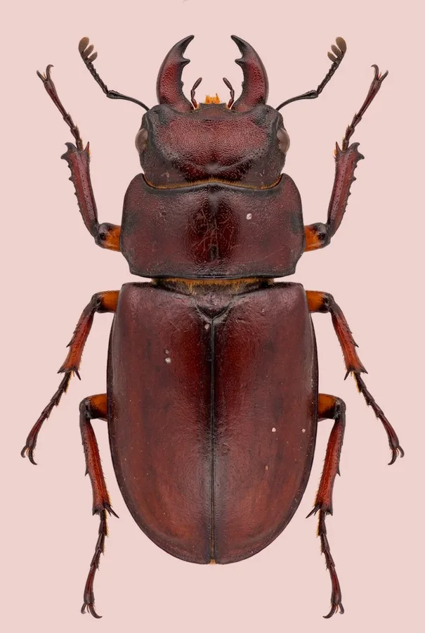 Lucanus capreolus, Lucanus capreolus, levha