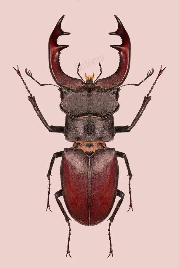 European stag beetle, Lucanus cervus, plate