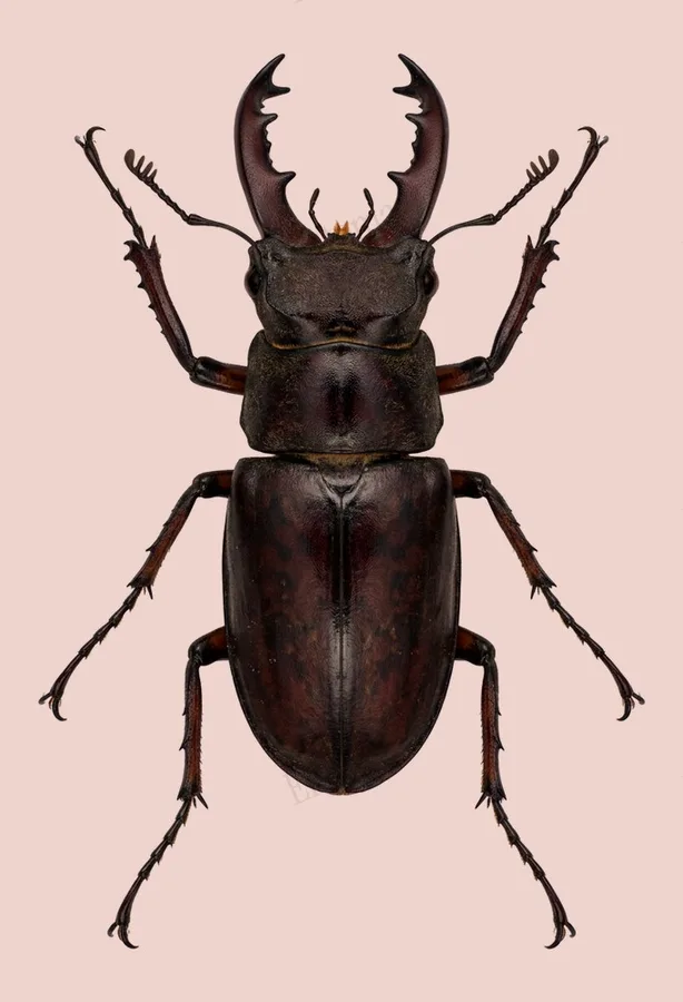 Lucanus maculifemoratus, Lucanus maculifemoratus, levha