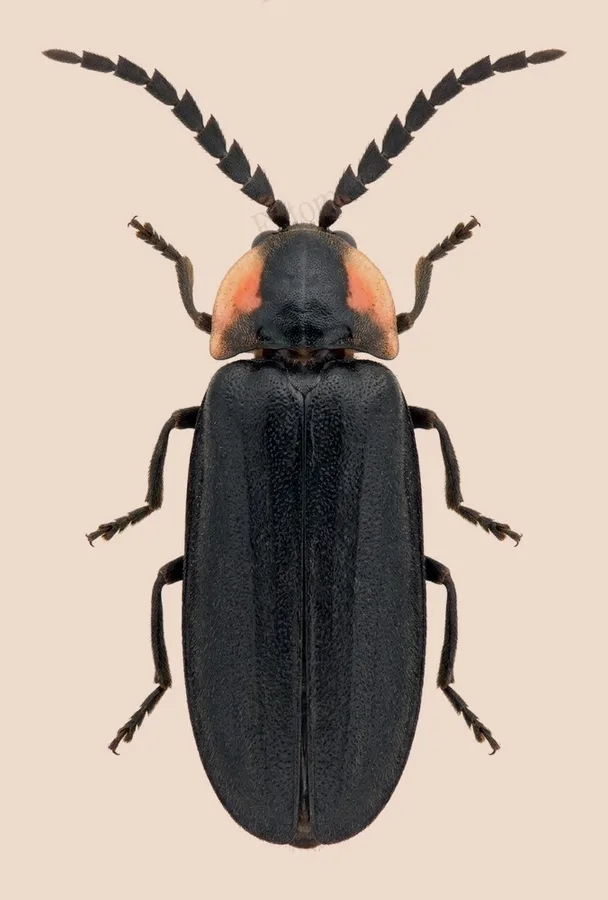 Lucidota atra（Lucidota atra）の図版