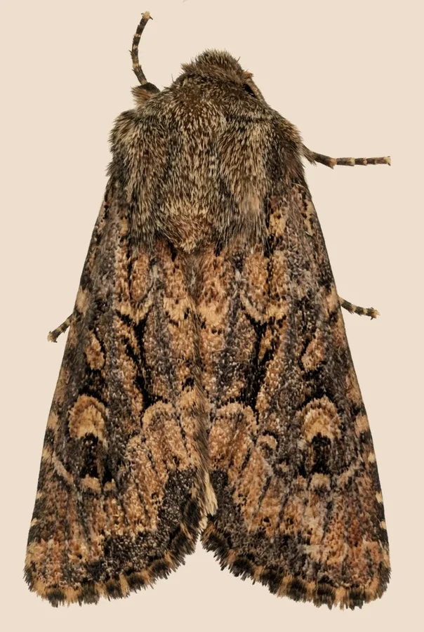 Flounced rustic, Luperina testacea, plate