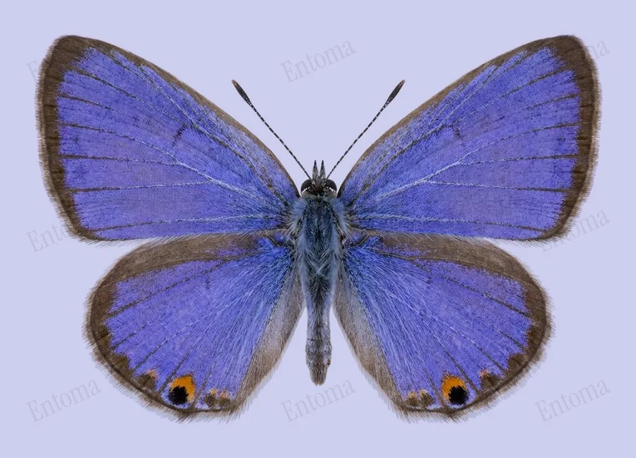 Luthrodes pandava, Luthrodes pandava, levha