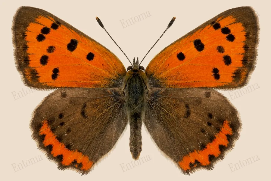 Small copper, Lycaena phlaeas, plate