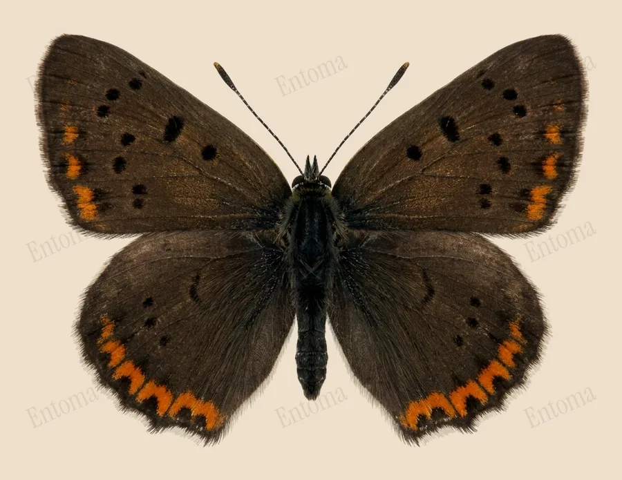 Sooty copper, Lycaena tityrus, plate