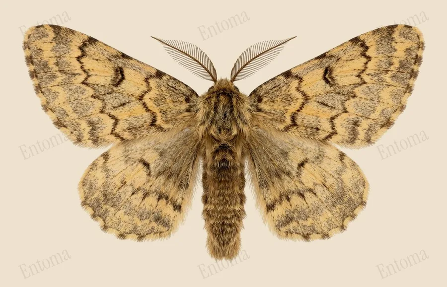 Brindled beauty, Lycia hirtaria, plate