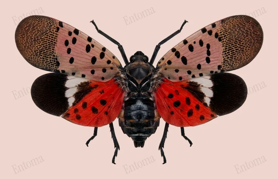 Spotted lanternfly, Lycorma delicatula, plate