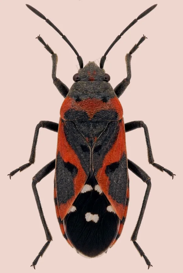 Small milkweed bug, Lygaeus kalmii, plate